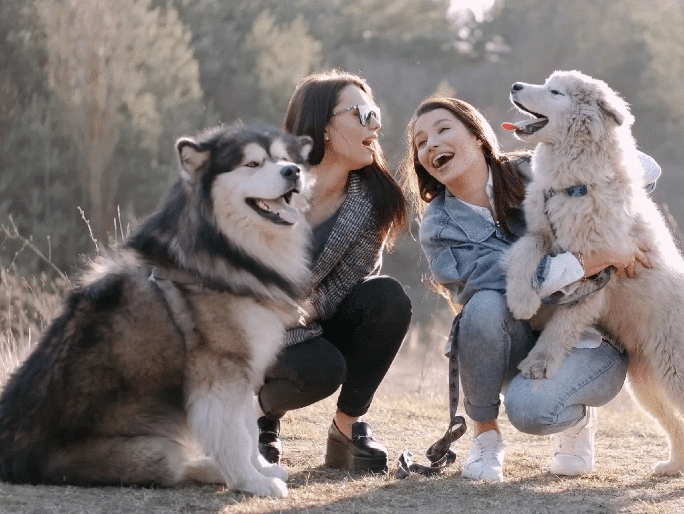 Vétérinaire Nyon, Veterinaire Nyon, Nyon Veterinaire, Nyon Vétérinaire, cabinet vétérinaire Nyon, cabinet veterinaire Nyon, clinique vétérinaire Nyon, vétérinaire de Garde Nyon,veterinaire de Garde Nyon, Cabinet Vétérinaire International