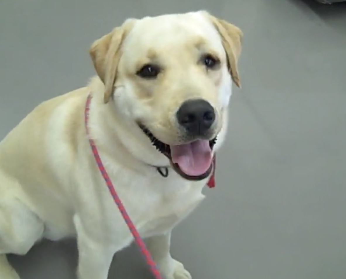 Cordy Labrador, Vétérinaire Nyon, Veterinaire Nyon, Nyon Veterinaire, Nyon Vétérinaire, cabinet vétérinaire Nyon, cabinet veterinaire Nyon, clinique vétérinaire Nyon, vétérinaire de Garde Nyon,veterinaire de Garde Nyon, Cabinet Vétérinaire International